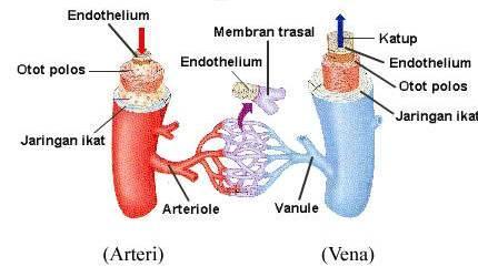 c. Endokardium merupakan selaput pembatas ruang jantung yang nengandung pembuluh darah, saraf dan cabang dari system peredaran ke jantung.