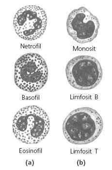 Sel darah putih Ciri leukosit yaitu ukuran leukosit lebih besar dari eritrosit tetapi jumlahnya di dalam tubuh jauh