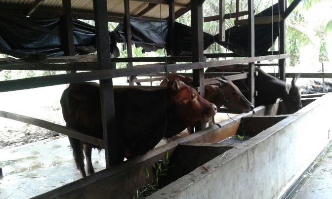 BAB 4 Stabilitas Keuangan Daerah Dan Pengembangan Akses Keuangan & UMKM ini KPw BI Provinsi Aceh menyasar 3 permasalahan utama dari budidaya sapi, yaitu pakan, pembibitan dan kelembagaan. Gambar 4.