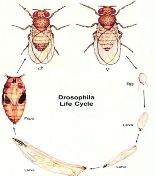 Definisi dan Penggolongan Insektisida Definisi Insektisida: Menghambat dan mematikan insekta/serangga Tahap perkembangan