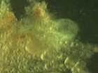 Kajian Pemijahan Berulang Terhadap Kualitas Telur Kuda Laut (Hippocampus barbouri) 57 dalam Wadah Terkontrol matang sangat bervariasi (beragam) mulai dari telur yang berdiameter kecil sampai telur