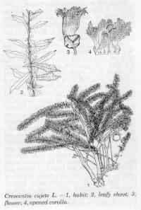 254 Dedi Septiana Hermawan, et al. A. Pendahuluan Sejak ratusan tahun yang lalu, nenek moyang kita telah memanfaatkan tanaman sebagai upaya penyembuhan.