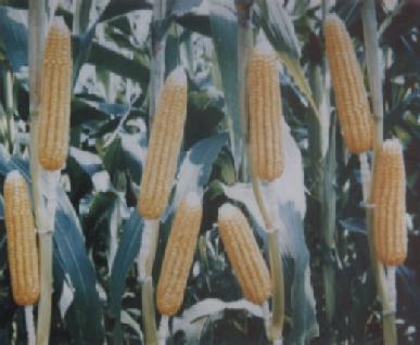 Pemipilan jagung dengan menggunakan mesin merupakan cara perontokan yang populer di kalangan petani. Jasa pemipilan telah berkembang di banyak daerah.