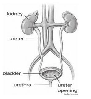 Ginjal Ureter Kandung Kemih Uretra Ureter Terbuka Gambar 15.1. Sistem urinaria pada manusia Sumber: apotekherbalkita.com 1.