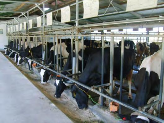 Kandang laktasi 1 di BPPT-SP Cikole mempunyai kapasitas 30 ekor sapi yang ditempatkan dalam dua baris sejajar (tail to tail).