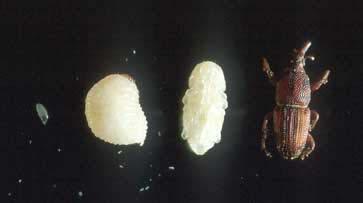 Pada umumnya bentuk badan disesuiakan dengan ukuran makanan tempat larva itu tinggal.