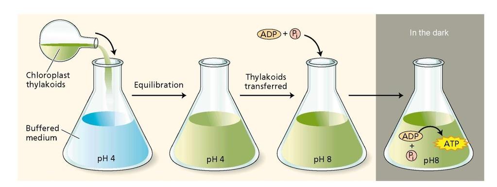 Gambar 2. Pembentukan ATP dalam percobaan Jagendorf dan kawan-kawan. Jagendorf mampu menciptakan gradien ph buatan melintasi membran tilakoid kloroplas terisolasi.