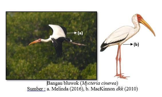nycticorax), kuntul kerbau (Bubulcus ibis), bangau