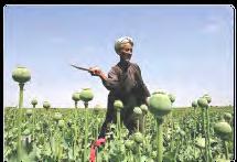com/ Opium poppy biasanya ditanam antara September dan Desember dan berbunga kira-kira setelah 3 bulan.