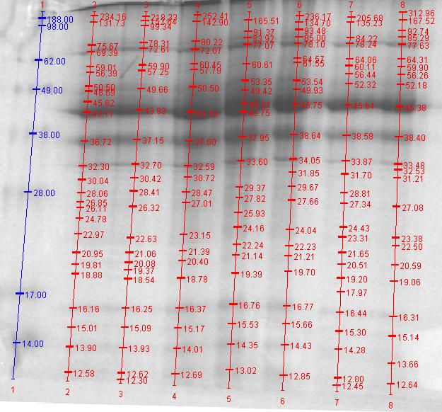 35 Keterangan: dari kiri ke kanan lajur 1- lajur 8 Lajur 1 = Standar Protein SeeBlue Plus2 (Invitrogen) Lajur 2-8 = HSC-3* *Lajur 2 dan 3 serta Lajur 7 dan 8 merupakan 1 sampel protein yang terbagi