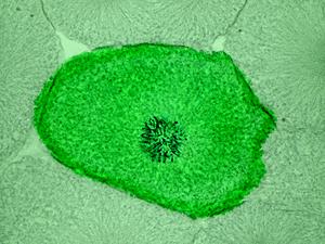 Membran sel tersusun oleh lipoprotein. Membran Sel membatasi segala kegiatan yang terjadi di dalam sel sehingga tidak mudah terganggu oleh pengaruh dari luar.