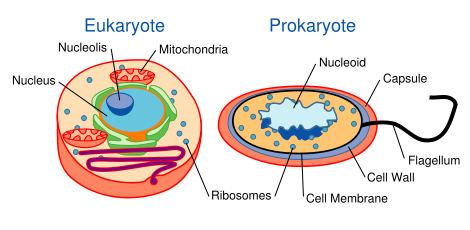 Pada sel tumbuhan, membran sel dalam keadaan normal melekat pada dinding sel akibat tekanan turgor dari dalam sel. Sitoplasma Fungsi utama kehidupan berlangsung di sitoplasma.