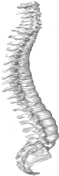 4 Tulang belakang (a), tulang dada dan tulang rusuk (b) (b) Tulang rusuk pertama Tulang dada (hulu) Tulang rawan rusuk Tulang dada (badan) Tulang dada (taju pedang) 2 ruas tulang rusuk melayang