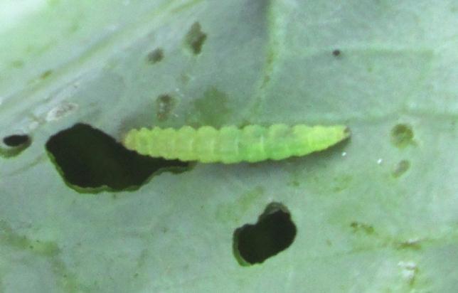 9 Gambar 7. Larva Famili Plutellidae (Lepidoptera) Sember (2014) menyatakan bahwa Larva yang baru menetas dari telur berwarna kehijau-hijauan dengan kepala yang berwarna hitam.
