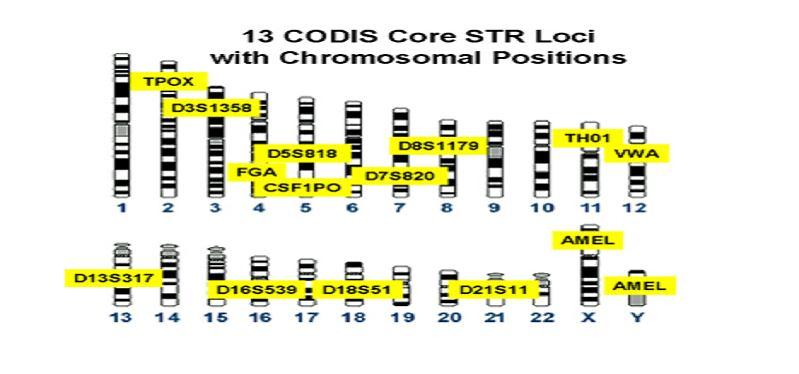 8 kelompok individu, sehingga marka STR DNA sangat efektif digunakan untuk tujuan identifikasi manusia.