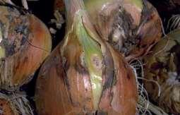 Penyakit busuk leher akar (Botrytis allii) Penyakit busuk leher akarl disebabkan oleh cendawan Botrytis allii Patogen