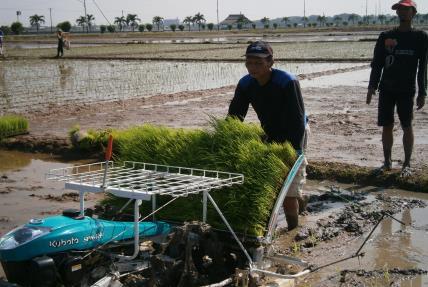 Kegiatan tanam bibit padi dengan mesin transplanter dan penyiangan padi sawah dengan mesin power weeder BBP Mektan Pengembangan Mesin Penggiling dan Pengayak Tanah Mendukung Kebun Bibit Desa pada