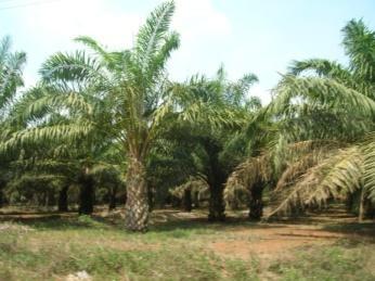 Penggunaan lahan yang mendominasi daerah penelitian secara umum terdiri atas pertanian lahan kering pada wilayah pedataran yang diantaranya padi yang sebagian besar padi gogo dan hanya sebagian kecil