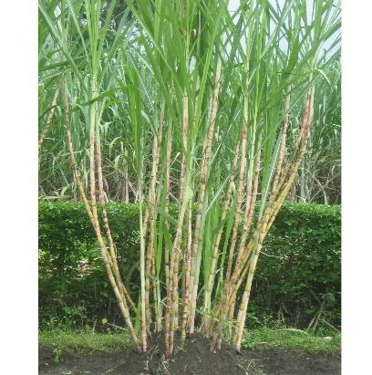 3 BAB II TINJAUAN PUSTAKA 2.1 Tanaman Tebu 2.1.1 Pengertian Tebu Tebu (bahasa Inggris: sugar cane) adalah tanaman yang ditanam untuk bahan baku gula.