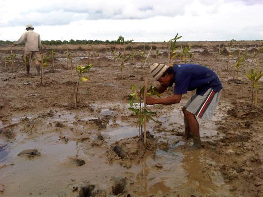 3. Pemeliharaan dan pengukuran mangrove Hasil pengukuran awal tinggi dan diameter mangrove di luar tambak disajikan pada Gambar 5 berikut. Rata-rata tinggi R.