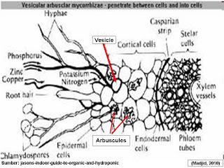 Vesikular Arbuskular Mycorrhizal (VAM) merupakan mikoriza yang dapat menetrasi baik ke ruang antar sel akar maupun ke dalam sel-sel akar.