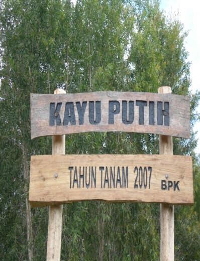 4. Kayu Putih Balai Besar Penelitian Bioteknologi dan Pemuliaan Tanaman Hutan Yogyakarta telah menghasilkan benih unggul kayu putih dari kebun benih uji keturunan di Paliyan