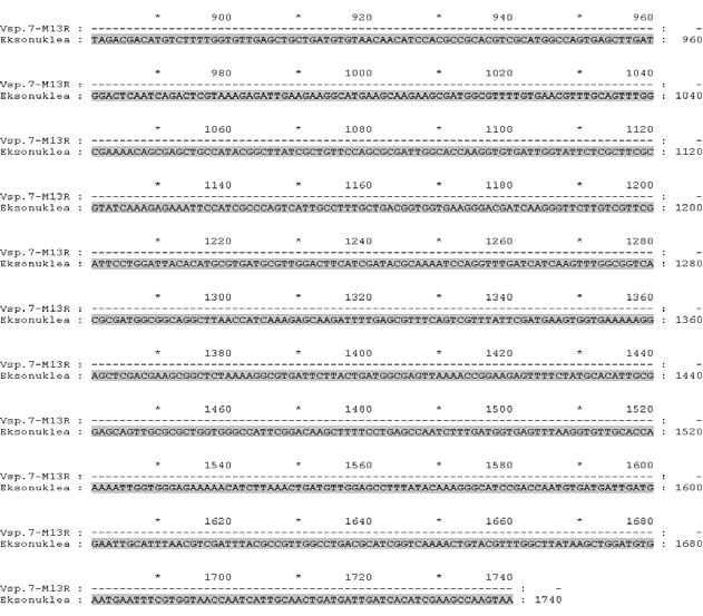 Gambar IV.18 Hasil pensejajaran urutan nukleotida Vsp.7-M13R-pUC dari Vibrio sp.