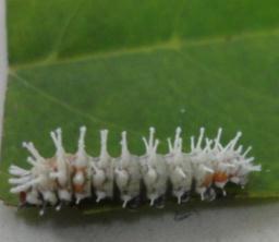 htm Diapause dapat terjadi baik pada stadium telur, larva maupun pupa.