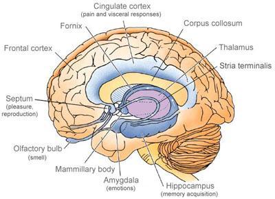 Sistem Limbik Cincin struktur-struktur otak depan yang mengelilingi batang otak Lintasan