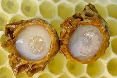 ROYAL JELLY Air 60-70 % Protein