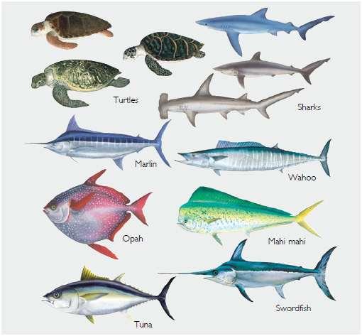 Longline Facts: Longline menangkap: 1. Target spesies (tuna, swordfish) 2.