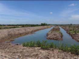 (2002) menginformasikan bahwa luas areal tambak di ekosistem mangrove meningkat sebesar 14,4 % dalam kurun 2 tahun (dari tahun 1999 sampai 2001) atau 7,2 % per tahun, yaitu dari 393.
