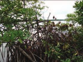 mangrove untuk tempat pembangunan prasarana wisata, dan wisata massal yang sangat berpotensi mengganggu dan mencemari lingkungan ekosistem hutan mangrove melalui bahan polutan yang dihasilkan,