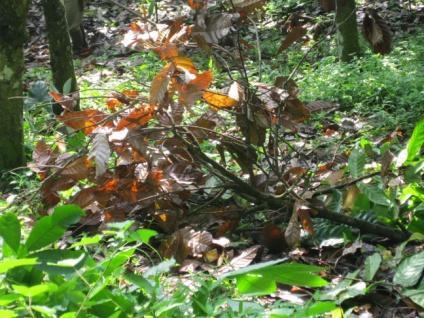 Pemangkasan Pemangkasan tanaman kakao merupakan kegiatan membuang dan memotong cabang sakit, cabang kering, dan cabang yang tidak produktif yang dimaksudkan untuk memperbaiki sirkulasi udara dan