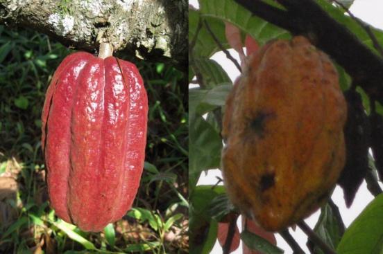 Pemanenan Proses budidaya pada tanaman kakao dilakukan dengan tujuan utama adalah memperoleh produksi buah dan biji kakao basah yang tinggi, berkualitas, dan berkelanjutan yang disebut kegiatan