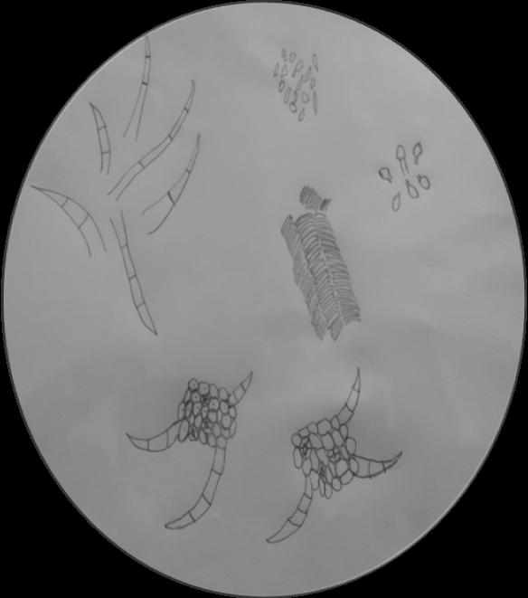b) Serbuk Simplisia daun bangun-bangun (Plectranthus amboinicus (Lour.