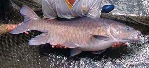 Di Malaysia, telah dilaporkan keberhasilan pembiakan beberapa spesies ikan liar asal sungai yang telah menurun populasinya dan memiliki harga mahal termasuk genus Tor, yaitu ikan semah dan emparau