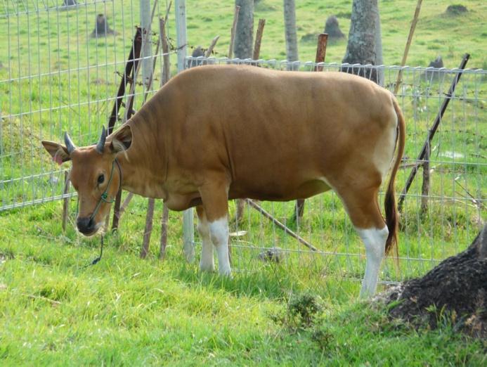 Menurut data yang dikeluarkan oleh Direktorat Jendral Peternakan (2011) rumpun sapi potong yang terbanyak dipelihara di Indonesia adalah rumpun sapi bali mencapai 4,8 juta ekor