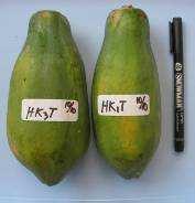 Keragaan buah pepaya hermafrodit genotipe IPB 3 pada perlakuan pengurangan benang sari; HK10,