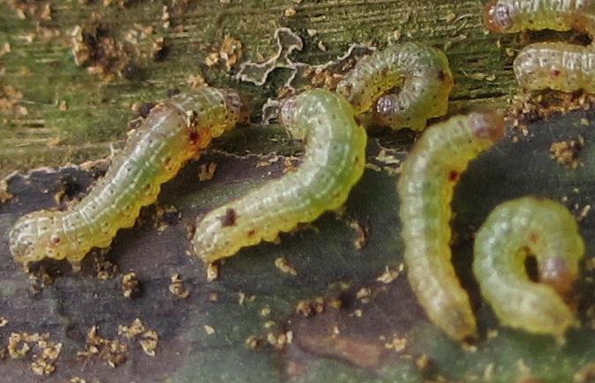 larva instar 1 antara 5-6 hari, instar 2 antara 3-5 hari, instar 3 antara 3-6 hari, instar 4 antara 2-4 hari, dan instar 5 antara 3-5 hari (Cardona et al.