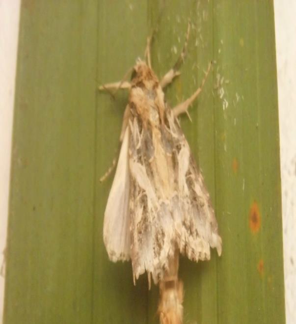 Sayap ngengat bagian depan berwarna coklat atau keperakan, dan sayap belakang berwarna keputihan dengan bercak hitam (Gambar 4).