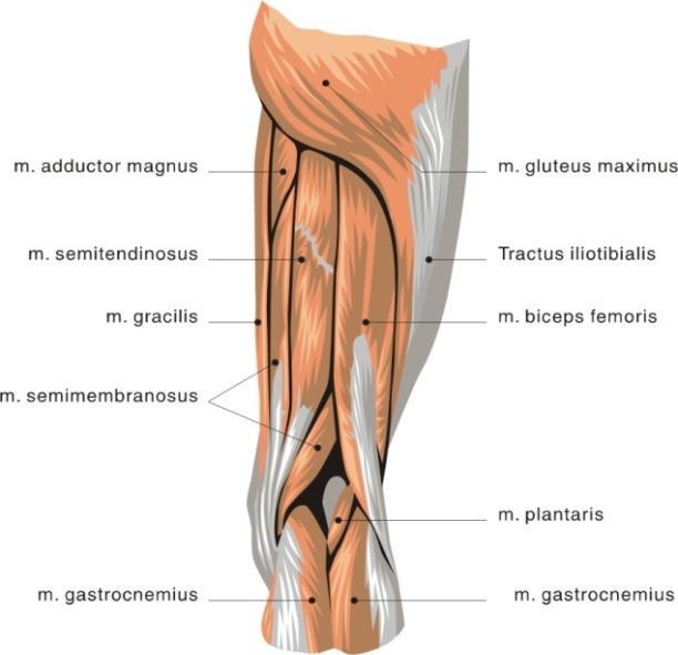 24 d) Otot Vastus Intermedius Mengadakan perlekatan pada facies ventro-lateral corpus femoris juga merupakan otot tipe II (cepat) (Watson, 20