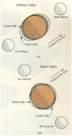 Gambar 2.9 Pasang Surut Purnama dan Perbani Pasang surut purnama (Spiring Tide) terjadi ketika bumi, bulan dan matahari berada dalam satu garis lurus.