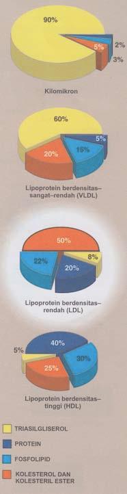 Partikel lipoprotein meliputi kilomikron, lipoprotein berdensitas sangat rendah (VLDL),