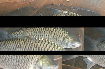 berikutnya adalah sekitar satu sampai dua bulan. Menurut Cholik et al. (2005) di Indonesia pemijahan ikan mas berlangsung sepanjang tahun.