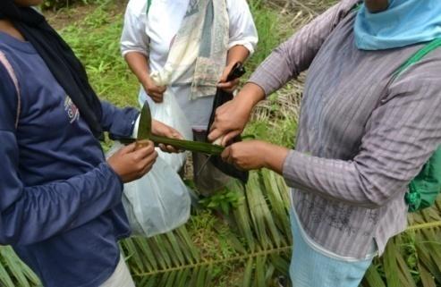 Pemupukan merupakan hal penting bagi perkebunan kelapa sawit.