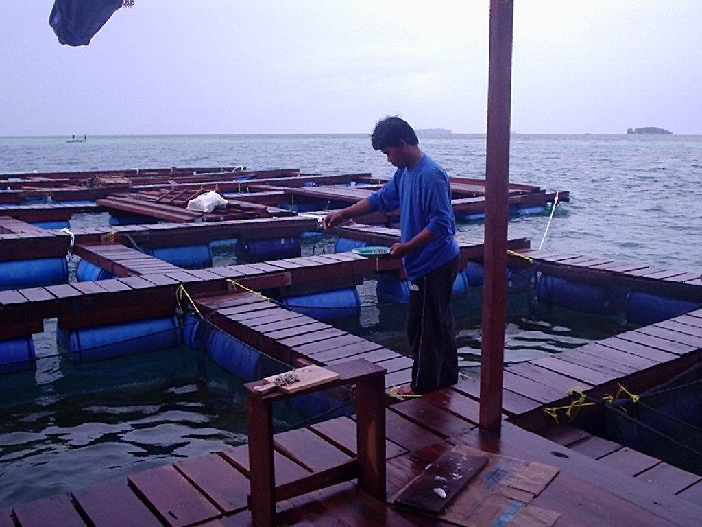 Gambar 6.1 Keramba Jaring Apung di Kepulauan Seribu Sea farming di Kebupaten Kepulauan Seribu dilakukan dengan 3 kegiatan utama yaitu Pembenihan, Pembesaran dan Pemancingan (rekreasi).