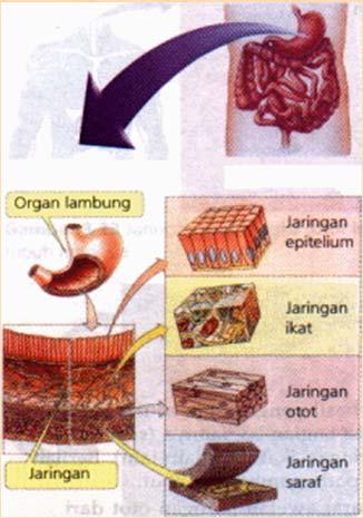 Sel Jaringan Organ SISTEM ORGAN Di dalam tubuh makhluk hidup terdapat berbagai macam organ.