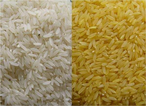 Tanaman Hasil Transgenik Golden Rice ini berbeda dengan beras biasa yang berwarna putih karena warnanya kekuningan. Mengapa bisa demikian?