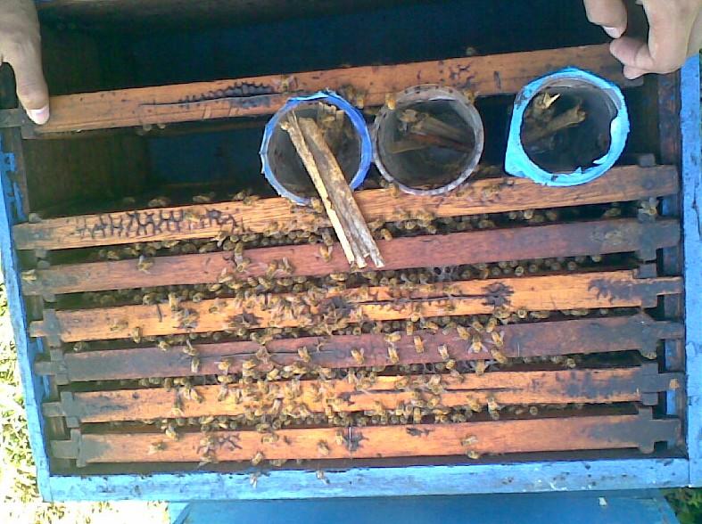 Foto kotak lebah dengan framenya 2.2. Di dalam kotak terdapat 7 frame, yang masing-masing frame terdapat sel sarang lebah. 2.3.